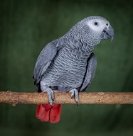 Congo African Grey Parrot, posed on a natural branch against a pale green background.  These are a popular pet bird due to their amazing ability to mimic and talk.