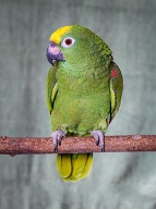 A Yellowed Headed Amazon parrot posed on a natural branch against a pale green background.  These green birds are from South America and make popular pets due to their ability to talk and mimic.