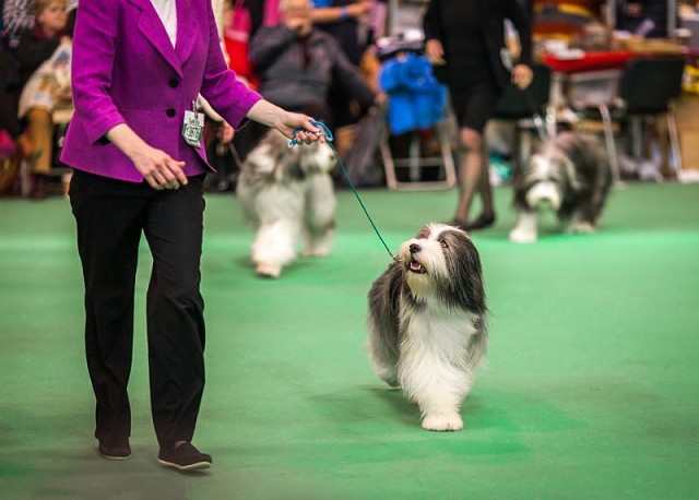 20160312-IMG 1370-Edit