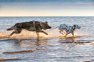 Dogs running and splashing through the sea water together having fun
