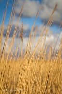 Artistic Grasses